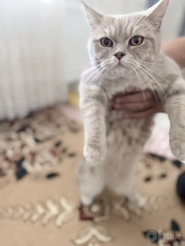 Продаётся кошка. Только в хорошие руки. 2 Продаётся кошка. Только в хорошие руки. 2