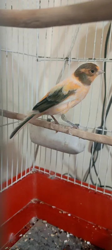 kanareyka