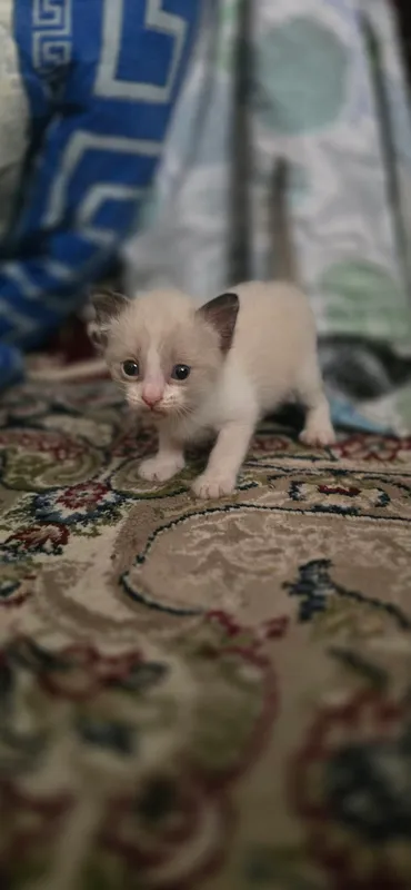 Котята — фото 4