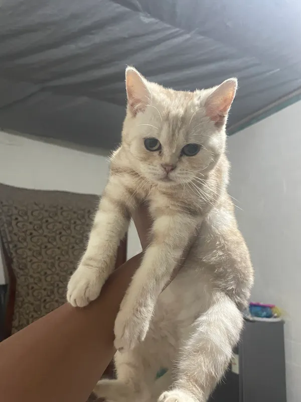 Кошка продаётся, от 100$, можете выбрать, договоримся 3 Кошка продаётся, от 100$, можете выбрать, договоримся 3
