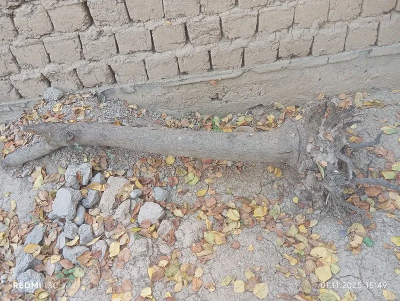 1ta ЗИЛ O'tin 389ming so'm hammasi — фото 3