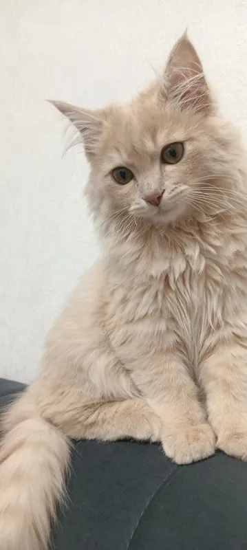 mushuk sotıladı holatı yaxshı yeb ıchishi yaxshi