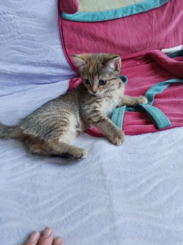 Котенок скотиш страйт 1 Котенок скотиш страйт 1