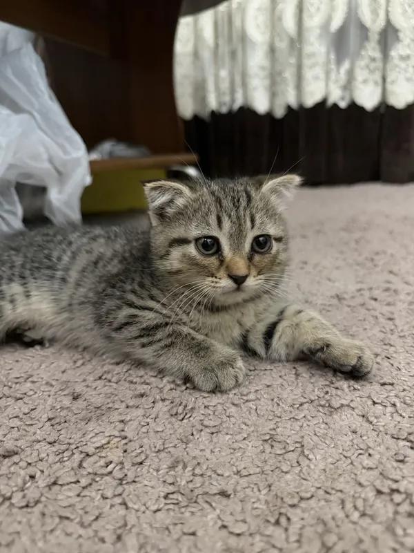 Navoiy shahrida scottish fold mushuklari sotiladi