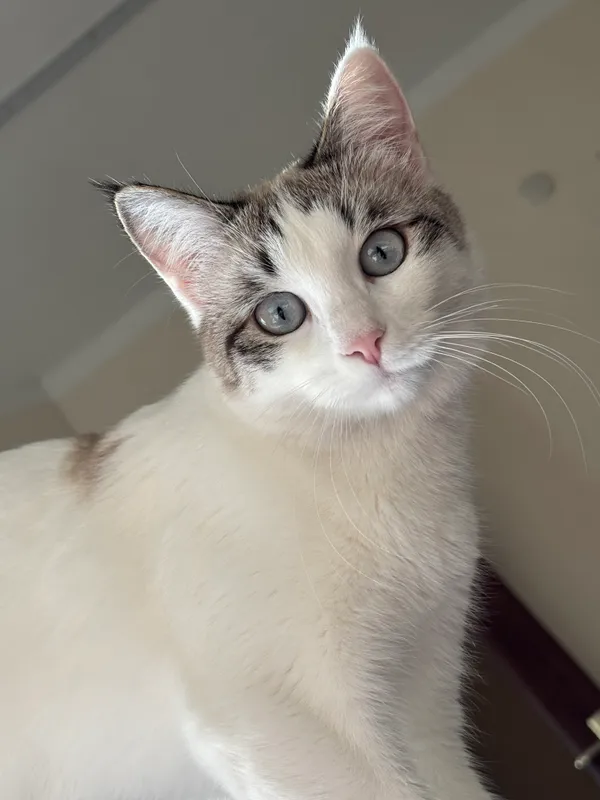 Кошка отдаётся в добрые руки 2 Кошка отдаётся в добрые руки 2