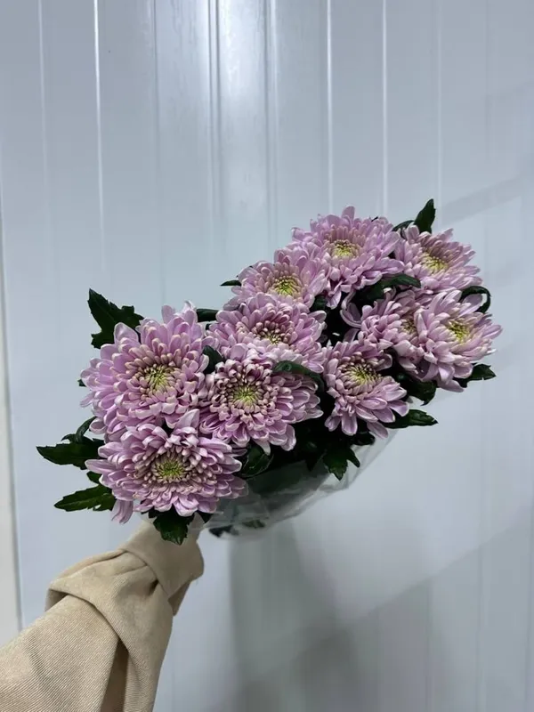 Хризантема в наличии! — фото 2