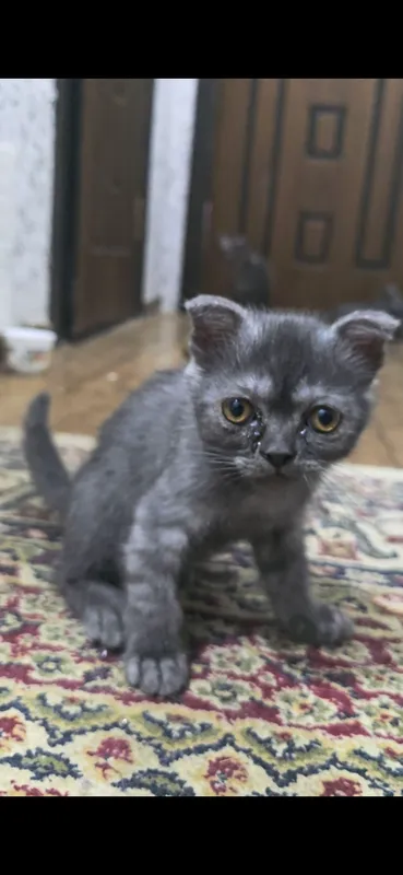 котёнок шотландский котёнок шотландский