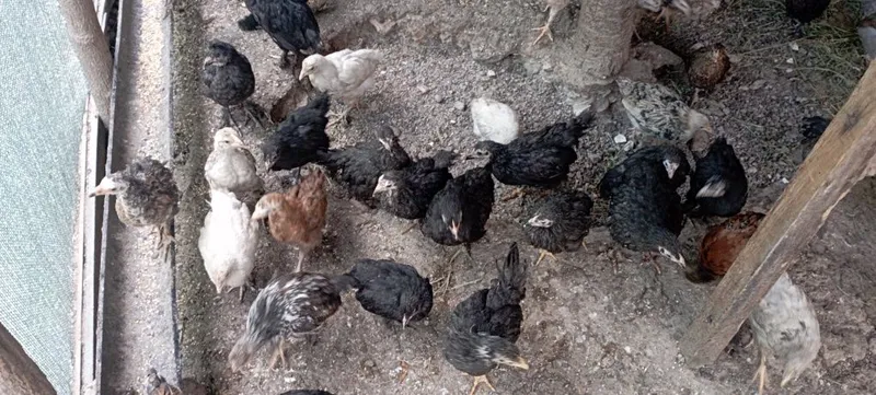 Продаются цыплята — фото 2