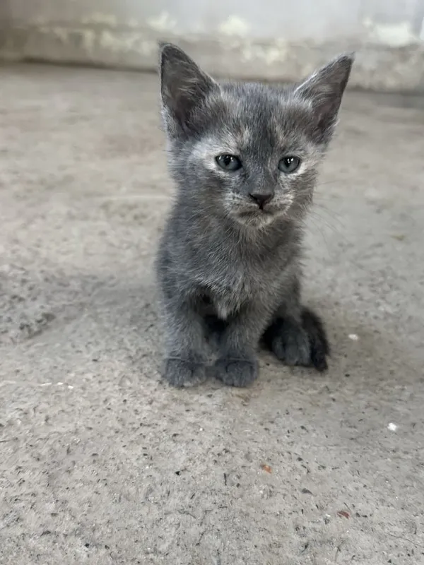 Котята 1,5 месячные! Приучены к лотку! Бесплатно! — фото 1 Котята 1,5 месячные! Приучены к лотку! Бесплатно! — фото 1