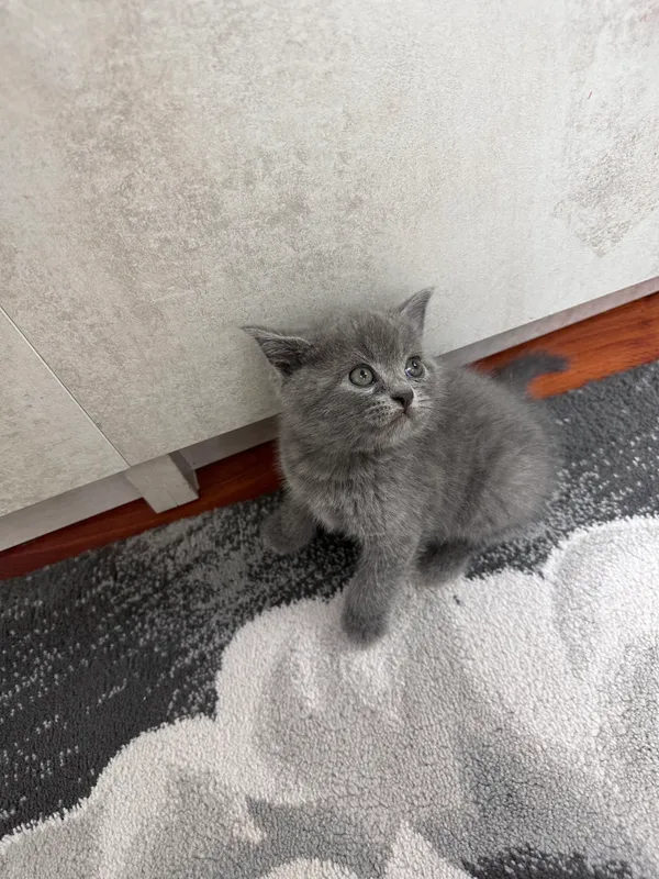 Продаются Скоттиш Страйт котята 2
