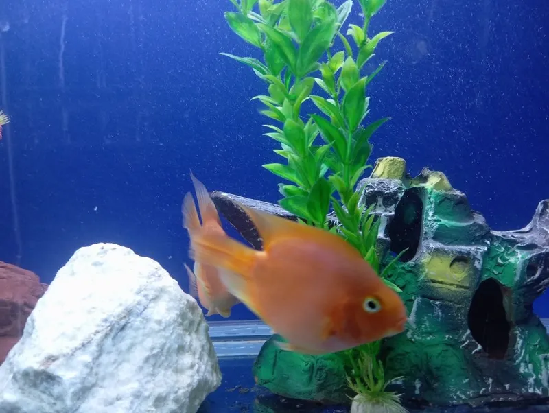 Astronotus va Papugay baliq sotiladi! — фото 1