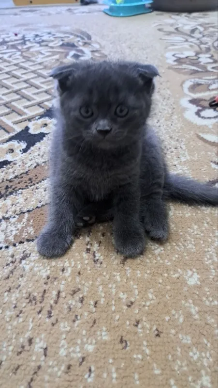 Продаются котята маленькие.