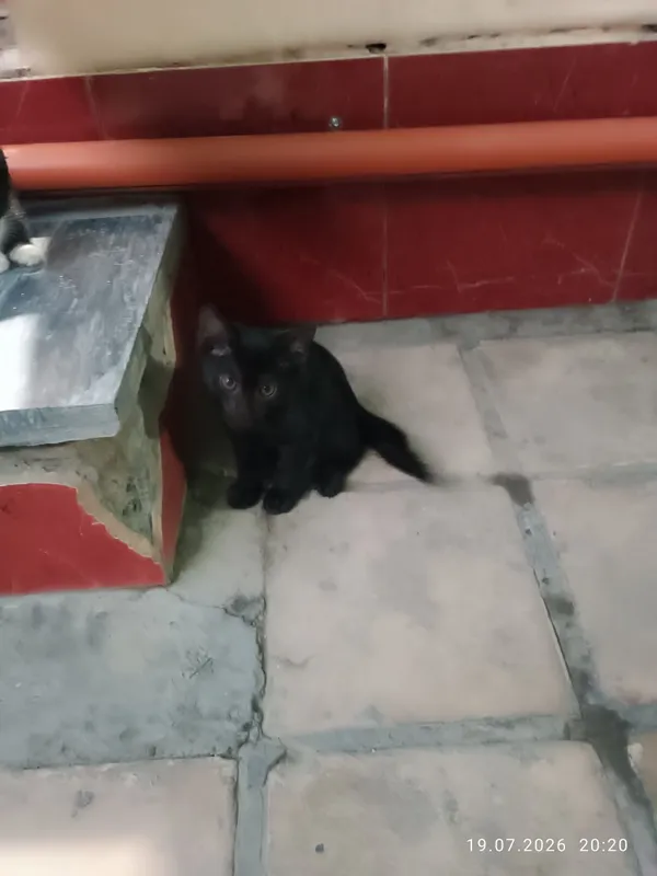 Котята бесплатно в хорошие руки 2