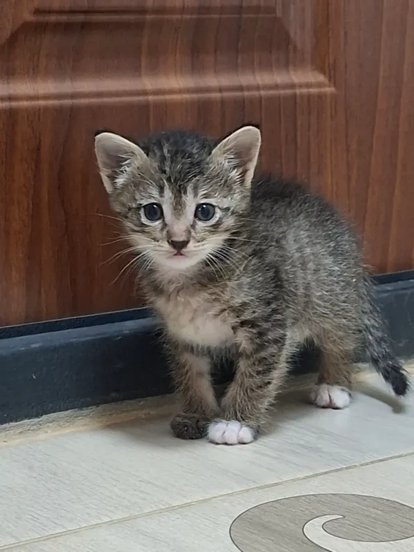 Отдам в подарок котёнка, 1 месяц, мальчик. 1 Отдам в подарок котёнка, 1 месяц, мальчик. 1