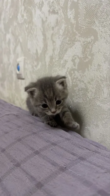 Котята пародистые 4 Котята пародистые 4