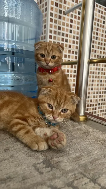 вислоухие Котята — фото 3