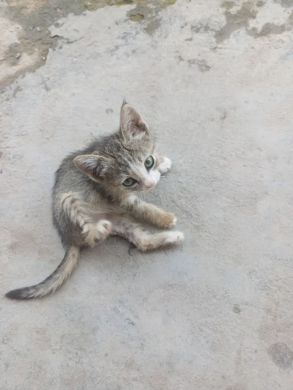 кошка 2 кошка 2