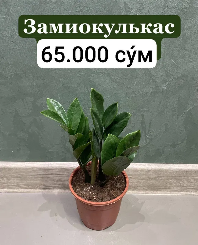 Замиокулькас