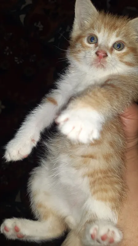 Котята в добрые руки. — фото 1