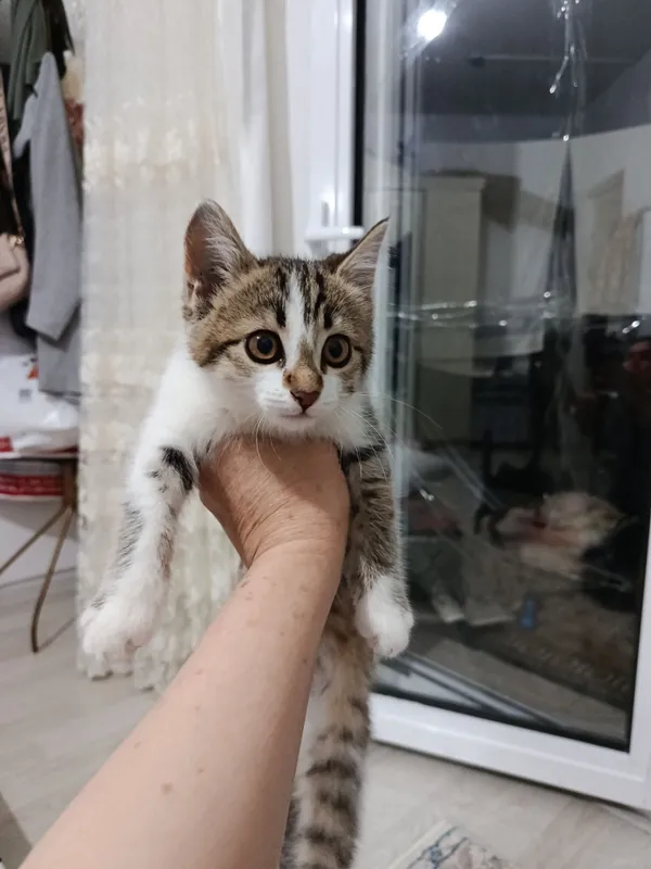 Котёнок а самые добрые руки — фото 4