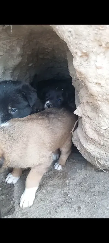 Oxotnik kuchuklari bor 5 dona100mingdan — фото 1