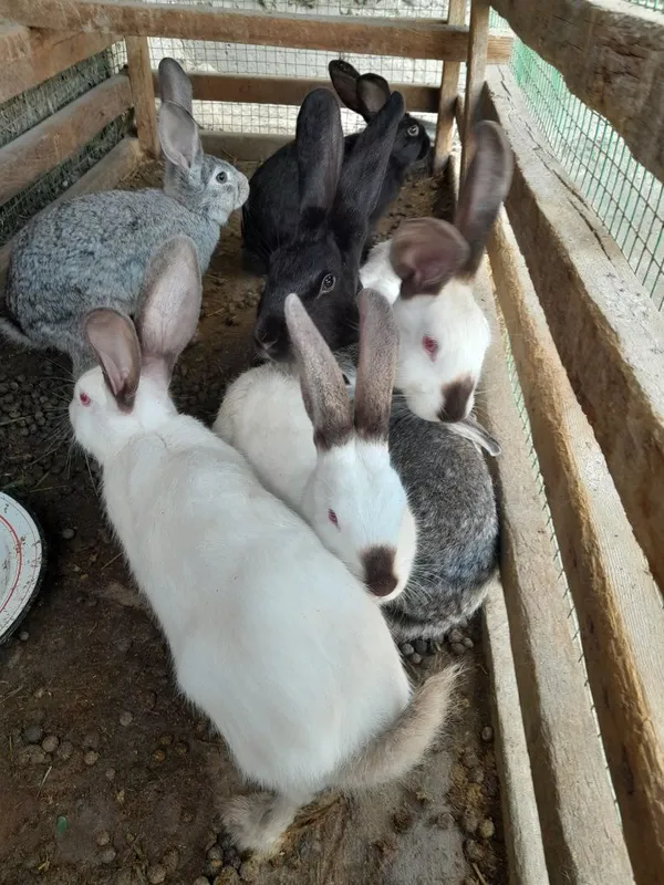 Zotdor duragay quyonlar xarxil ranglari bor katta kichigi xam — фото 6