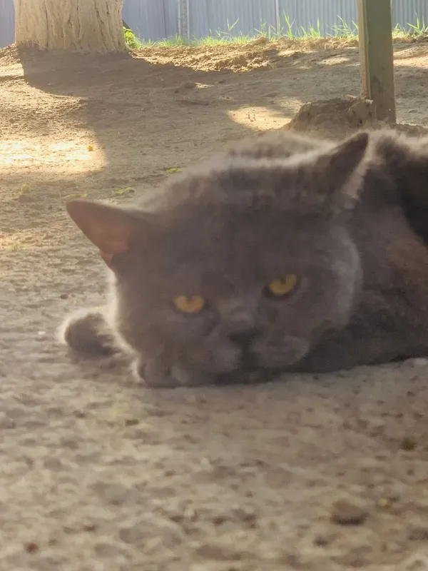 Продается кот породистый любиший хозяйна .Крупный британский кот — фото 7