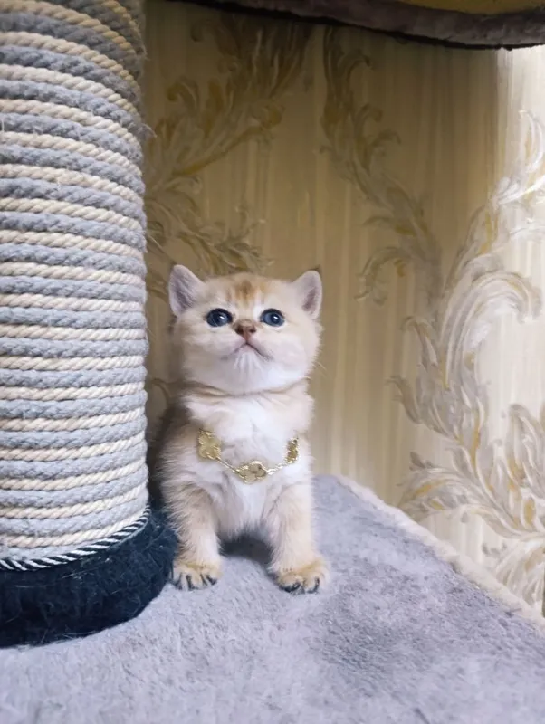 Котёнок золотая шиншилла. 1 Котёнок золотая шиншилла. 1