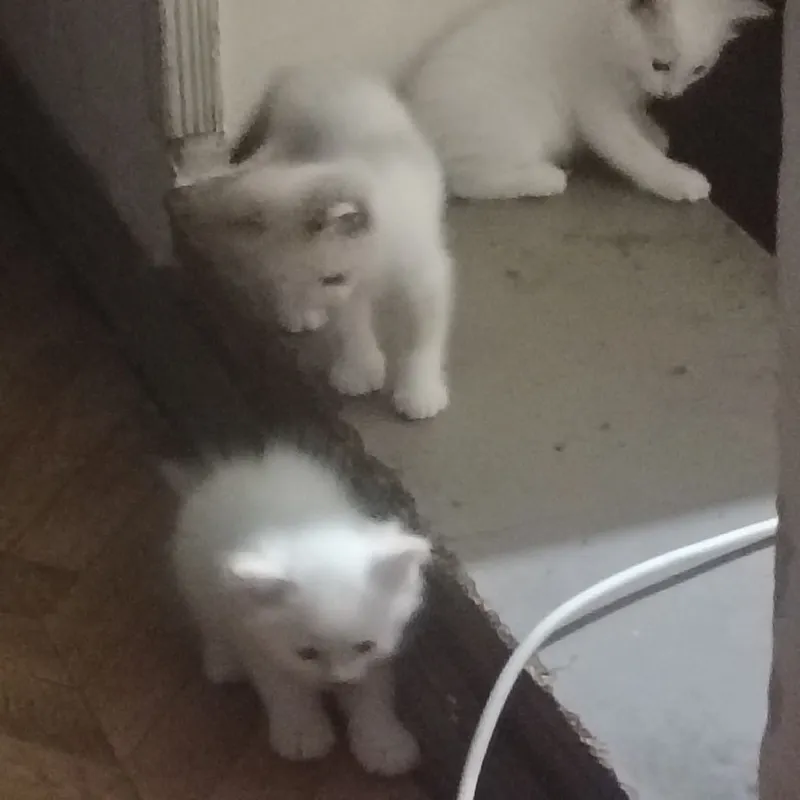 4котенка.отдаем даром 3 4котенка.отдаем даром 3