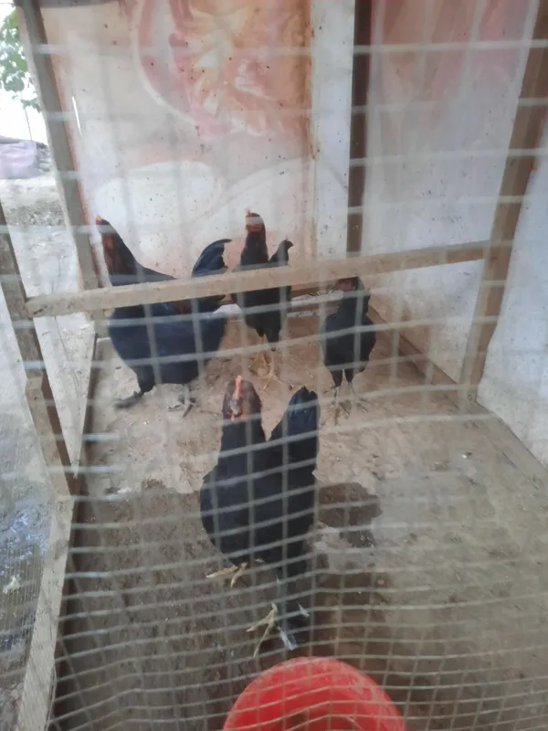 Andijon qora xorozlar 3 Andijon qora xorozlar 3