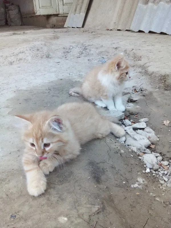 Mushukchalar — bepul beramiz 3 Mushukchalar — bepul beramiz 3