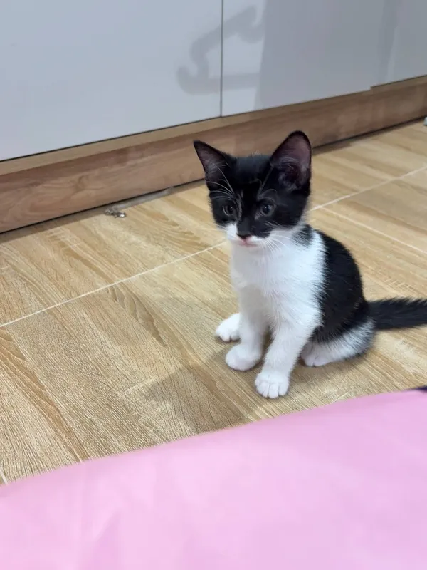 Ищем добрый дом для котят 8 Ищем добрый дом для котят 8