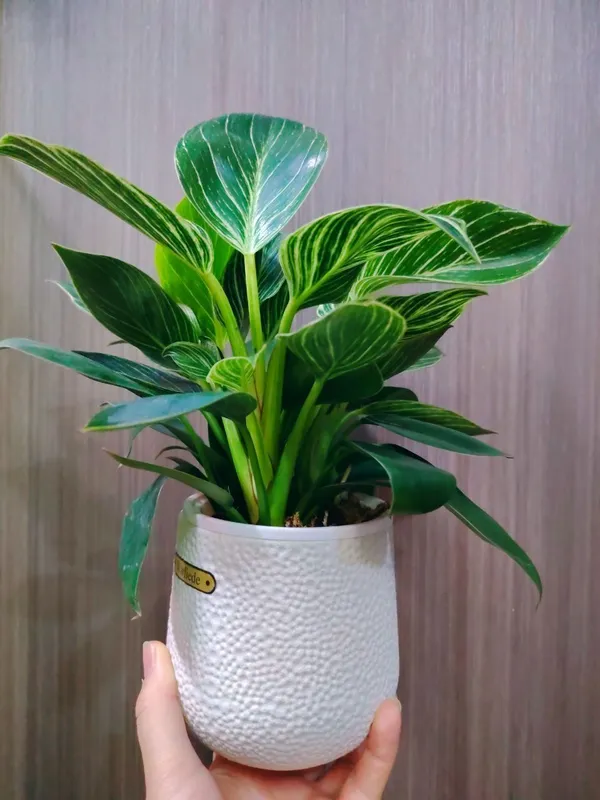 Philodendron Биркин 4 Philodendron Биркин 4