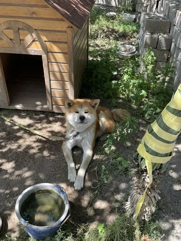 Akita Inu, 2 yosh, erkak, hujjatli 3 Akita Inu, 2 yosh, erkak, hujjatli 3