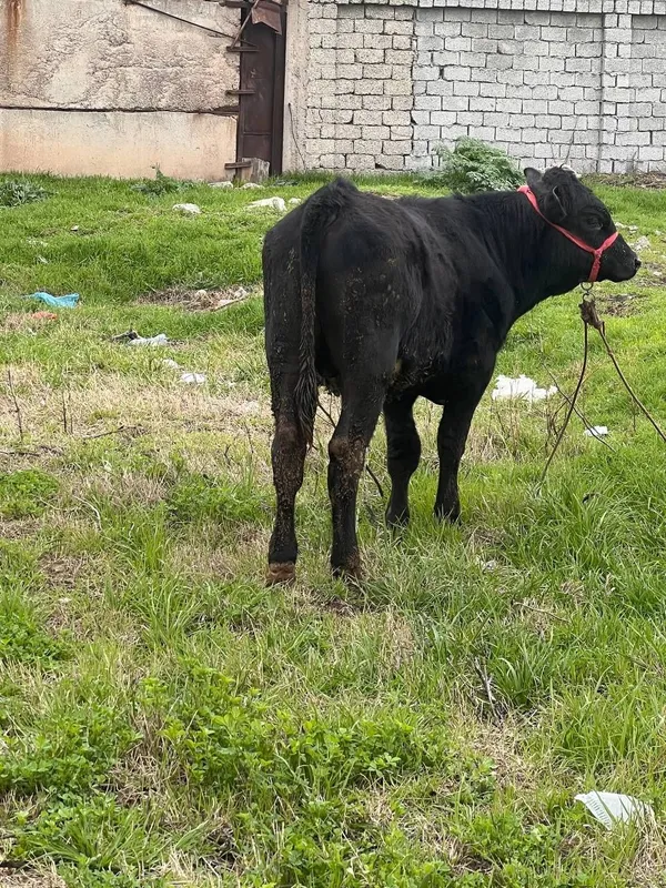 Zoti Angus 8.9 oyli atrofida sog'lom yeb ichishi yaxshii — фото 1