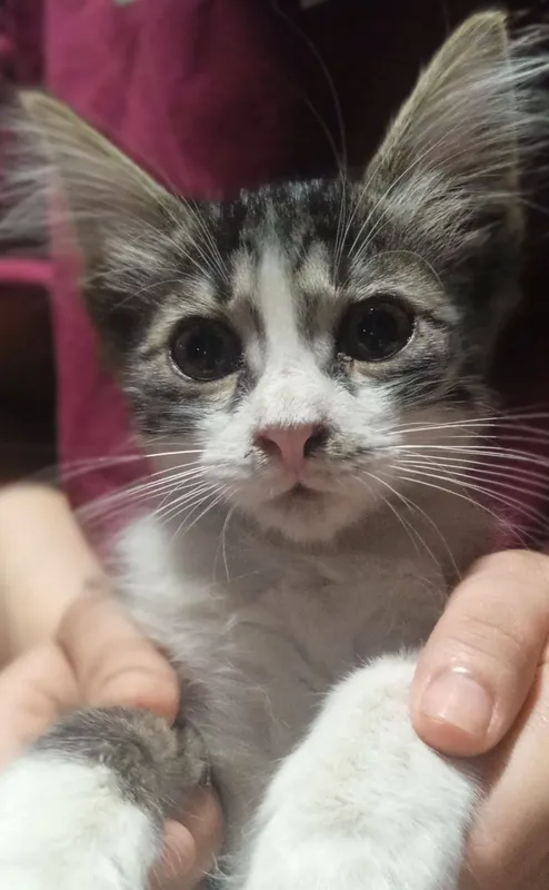iltimos yaxshi boqadiginlar murojaat qilsin