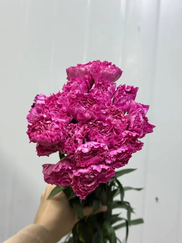 Гвоздика новое поступление 8