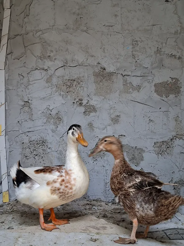 2 утки 1