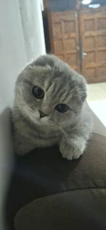Scottish Fold mushugi sotiladi Scottish Fold mushugi sotiladi