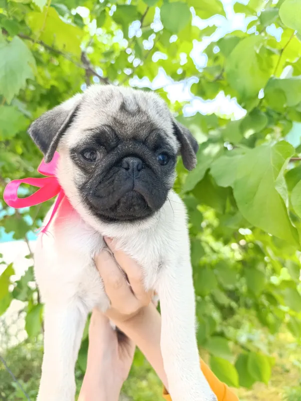 Mops kuchukchalari sotiladi 3