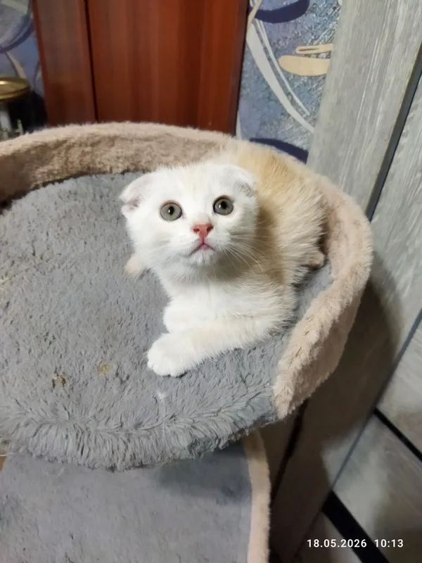 срочно продаются шотландские котята — фото 2
