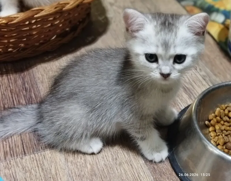срочно продаются  котята серебряная шиншилла — фото 1