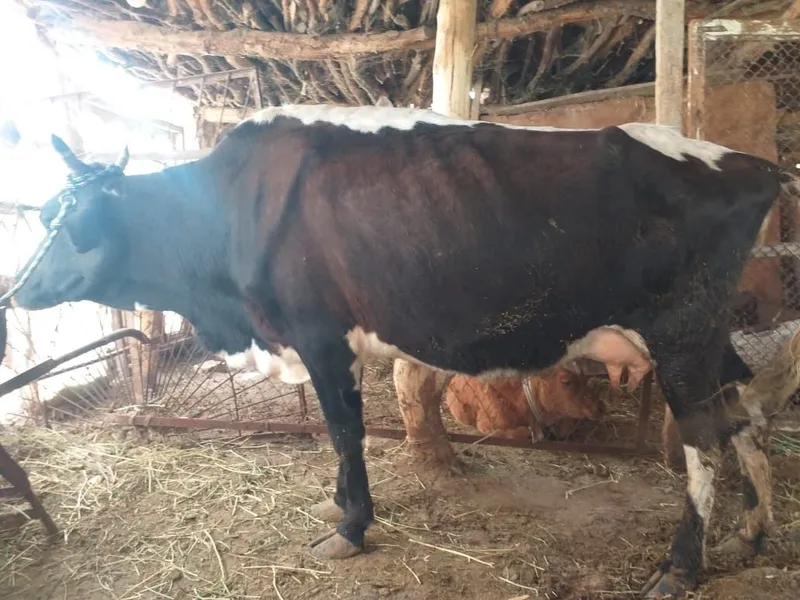 Ona bola sotiladi