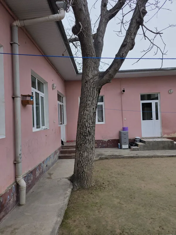Дерево грецкий орех — фото 3
