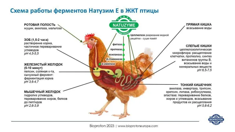 Кормовые добавки для птицеводства — фото 1