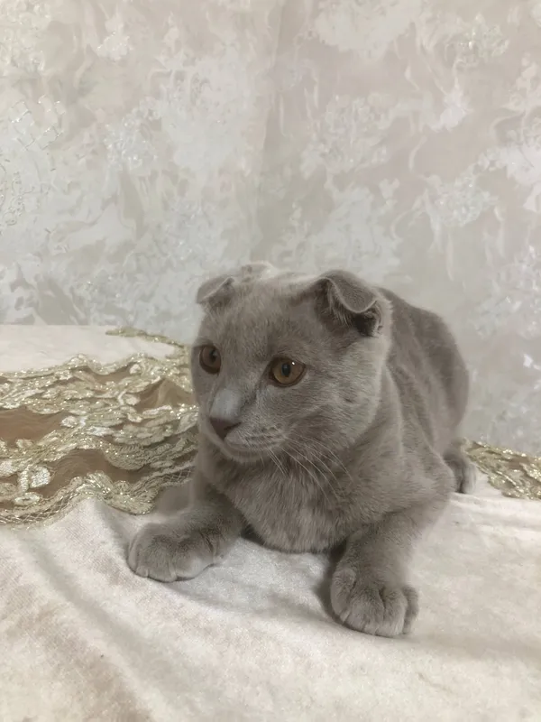 Кот: британский 2 Кот: британский 2