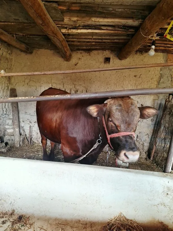 17 oylik angus buqasi 450-500kg tirik vazn
