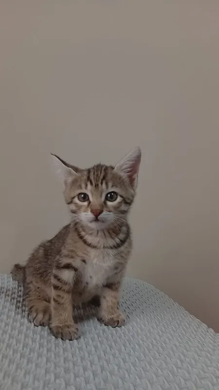 Котята бесплатно — фото 1