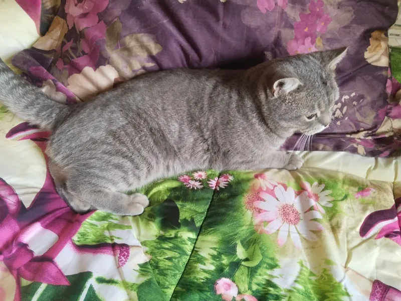кот по кличке Чарли добрый котик к людям 4 кот по кличке Чарли добрый котик к людям 4