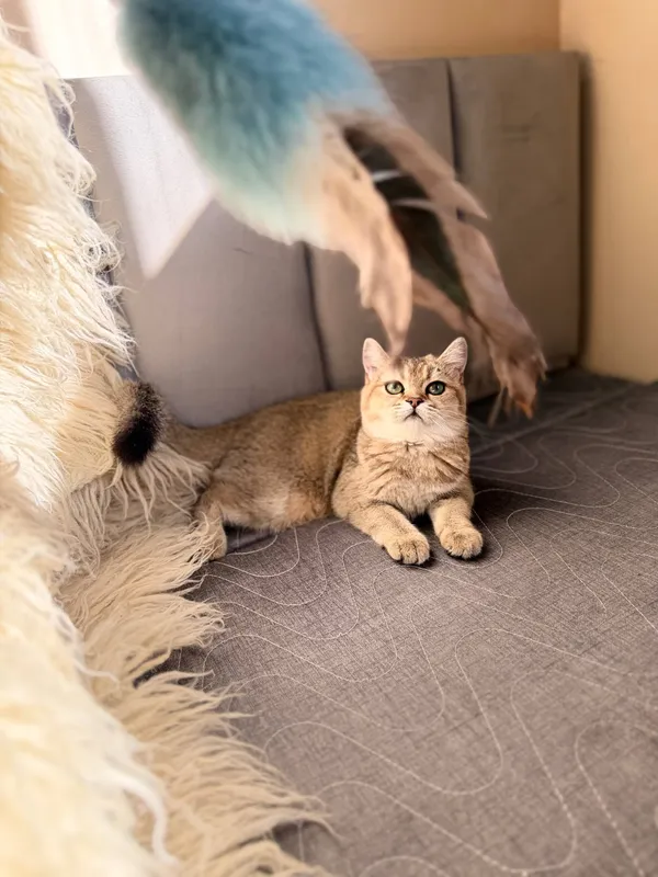 Шотландская вислоухая кошка 2 Шотландская вислоухая кошка 2
